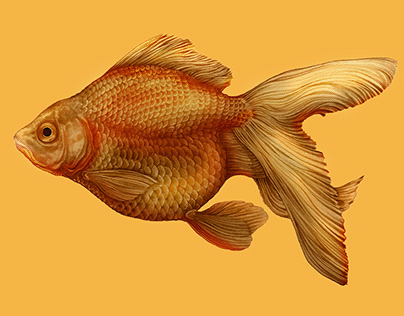 Goldfish Pencil Illustration