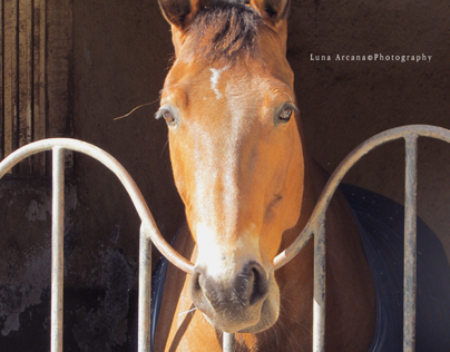 Horses's Photography