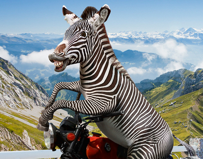 Real zebras don't ride motorbikes.