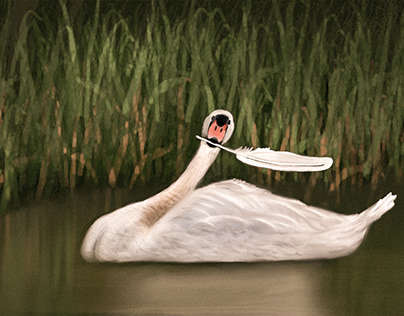 Mute Swan in Lake Illustration