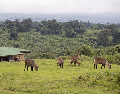 Rhino Lodge | Ngorongoro Conservation Area