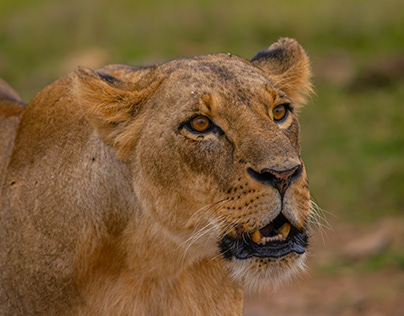 Nairobi National Park Photography