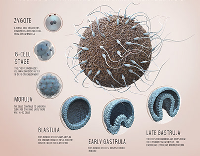 Process of Fertilization and Early Embryogenesis