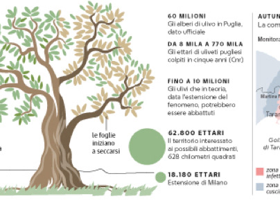Xylella, olive trees at risk in Puglia