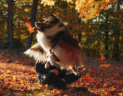 Dog chasing leaves
