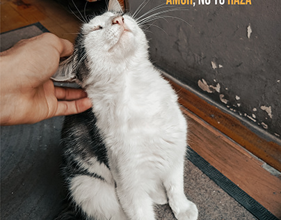 Project thumbnail - "Myow" albergue para gatos, posts para redes sociales.