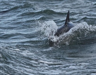 Common Dolphin - Grasholm