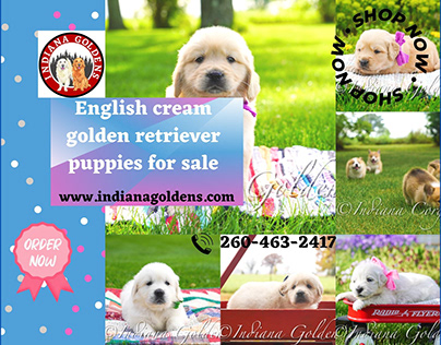 Get English cream golden retriever puppies for sale