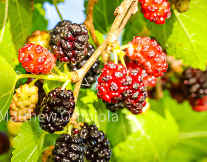 The maturation of blackberries