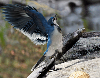 Project thumbnail - Blue Jay bird (Yeti feathers in Maya)