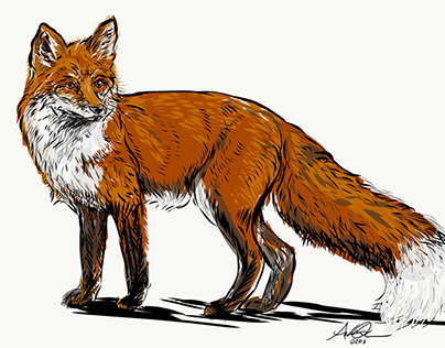 Red Fox digital illustration