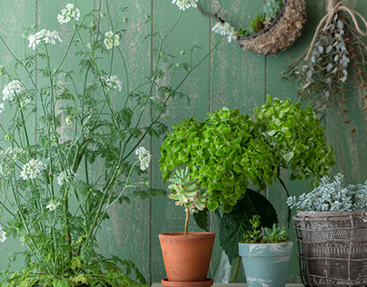 Green Hydrangea ＆ Succulent plants