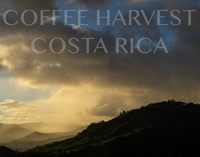 COFFEE HARVEST COSTA RICA