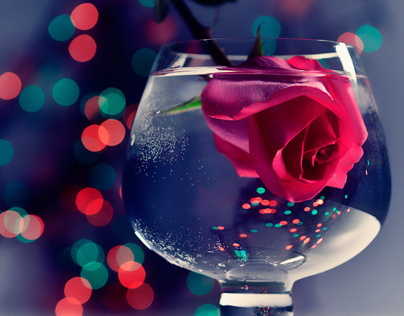 Romantic Rose