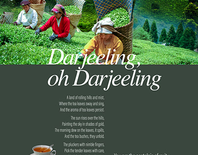 Makaibari Darjeeling Tea - Long Copy Press Ad