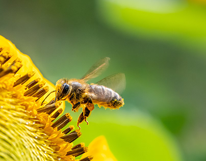 Honeybee & sunflower
