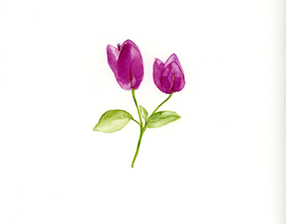 Purple tulips watercolor