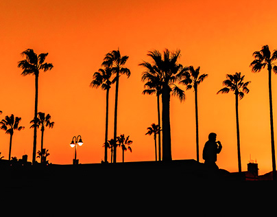 Silhouette of palm trees against the evening sunset.