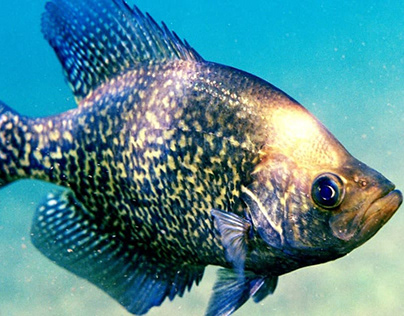 How To Catch Crappie