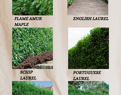 6 Fast Growing Hedges