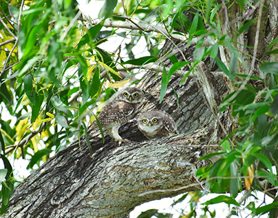 Spotted Owlets in their own Habitat