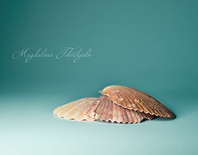 Muszle Rozgwiazda / Seashell Starfish