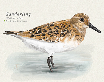 Sanderling shore bird. Scientific illustration