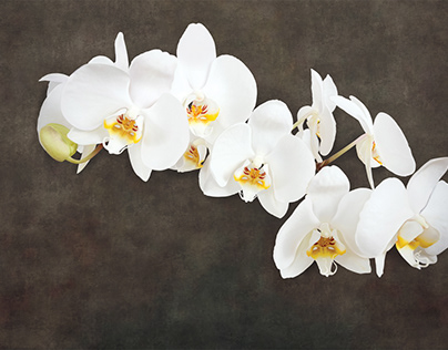 Orchids, work in adobe photoshop height 300cm