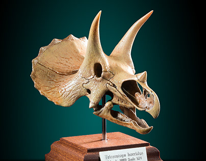 Triceratops - 3D printed dinosaur skull