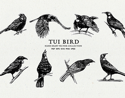 Tui Bird Hand-draw vector