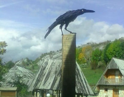 New raven