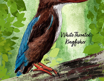 White Throated Kingfisher Illustrated