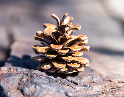 Pine Cone Closeup