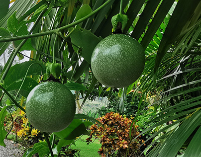 Passion Fruit, Dominican Republic