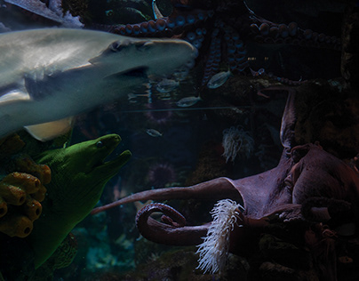 Aquarium Photo-Manipulation
