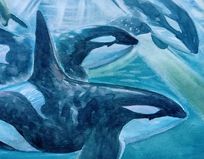 Orca detail