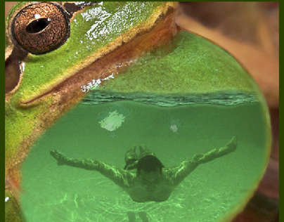 Frog And Swimmer