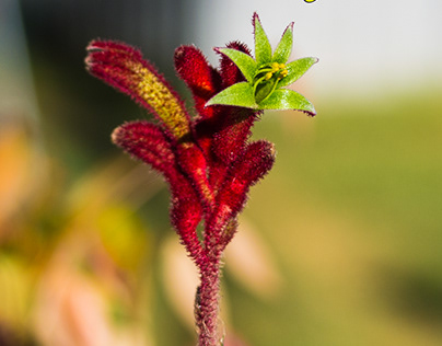 Flowering (Anigozanthos) Ruby Velvet Kangaroo Paw