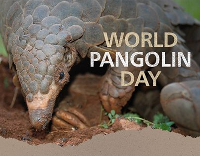 HSI's World Pangolin Day Email Infographic