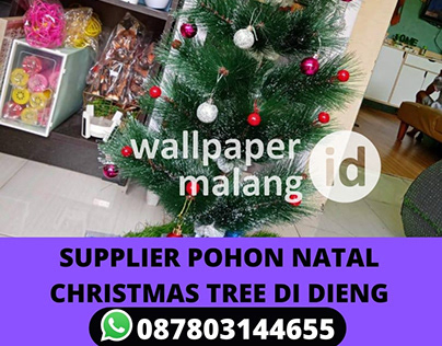 SUPPLIER POHON NATAL CHRISTMAS TREE DI DIENG