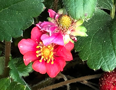strawberry flower