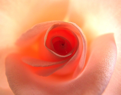 a rose from above !