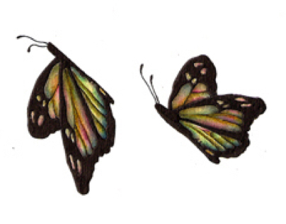 Animation/ butterfly