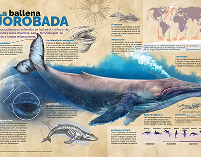 The Humpback Infographic