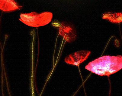 Project thumbnail - Watercolor Poppies | Visuals