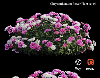 Chrysanthemum flower plant set 07