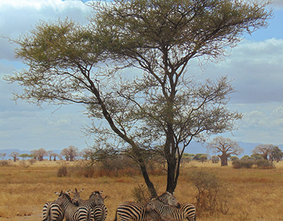 Plains Zebra under tree in Serengeti National Park, Tz