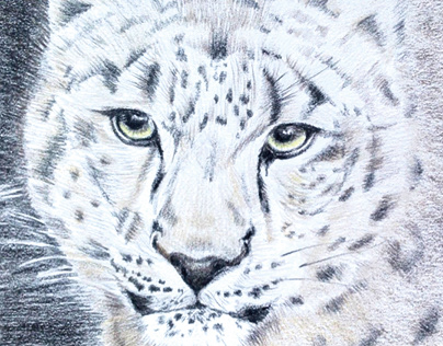 Snow leopard, pencil crayons