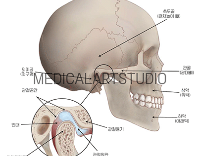 Anatomy of Articular disk
