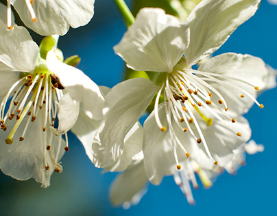 210509 Cherry blossom – Bavaria (Super-Tak)